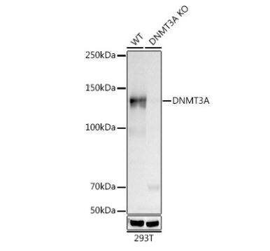 DNMT3A Antibody (7L9O3)