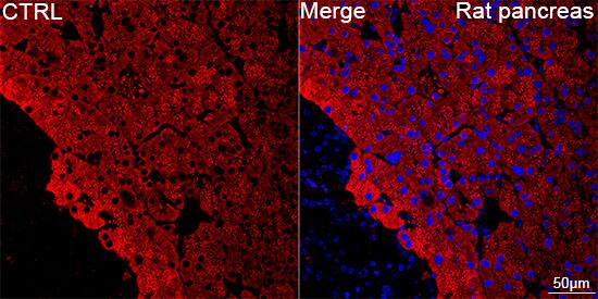 Chymotrypsin-like protease Antibody (10Z4K3)