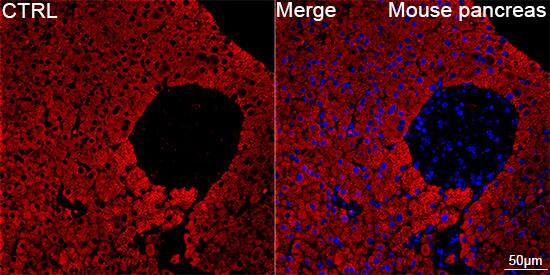 Chymotrypsin-like protease Antibody (10Z4K3)