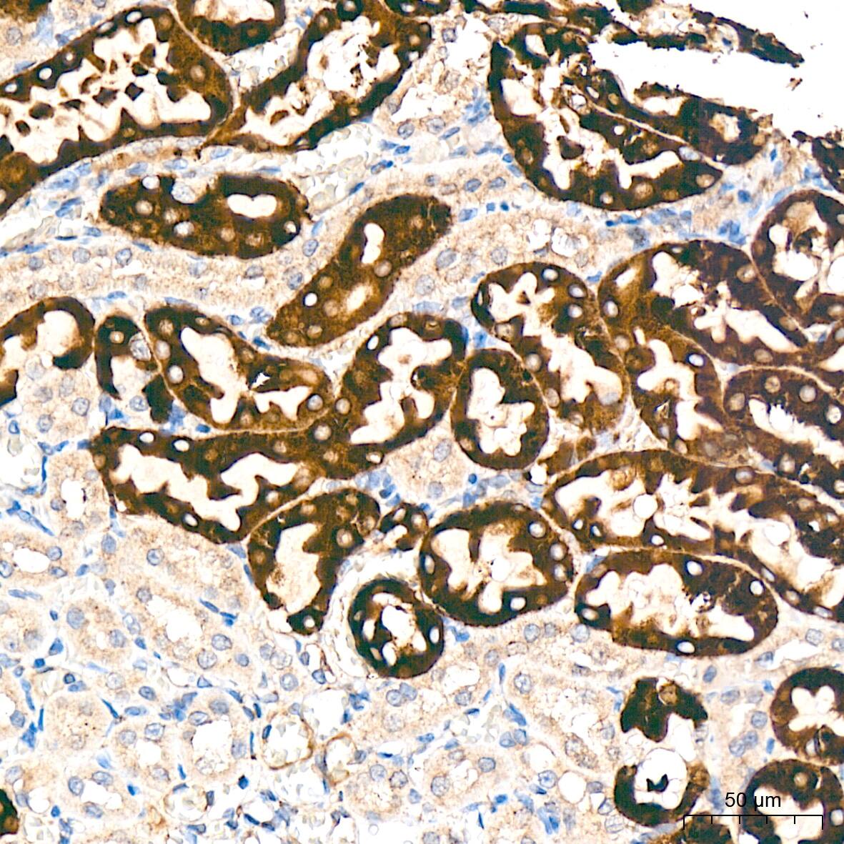 Cytochrome P450 4A Antibody (10D10W7)