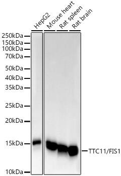 TTC11 Antibody (6S1G4)