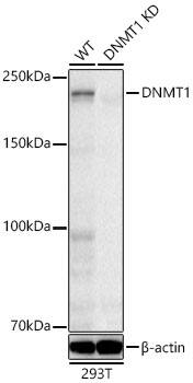 DNMT1 Antibody (1K5K8)