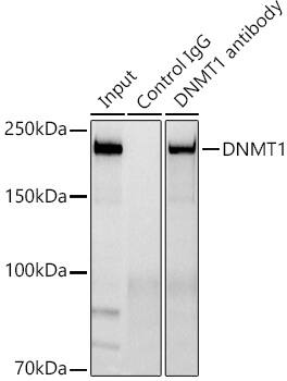 DNMT1 Antibody (1K5K8)