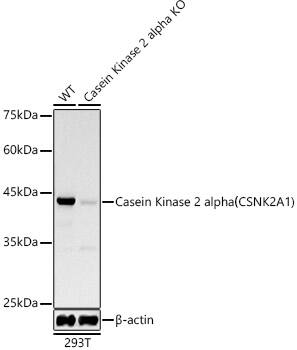 Casein Kinase 2 alpha Antibody (2P3M7)
