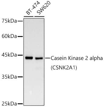 Casein Kinase 2 alpha Antibody (2P3M7)