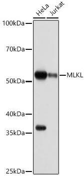 MLKL Antibody (7L1P5)