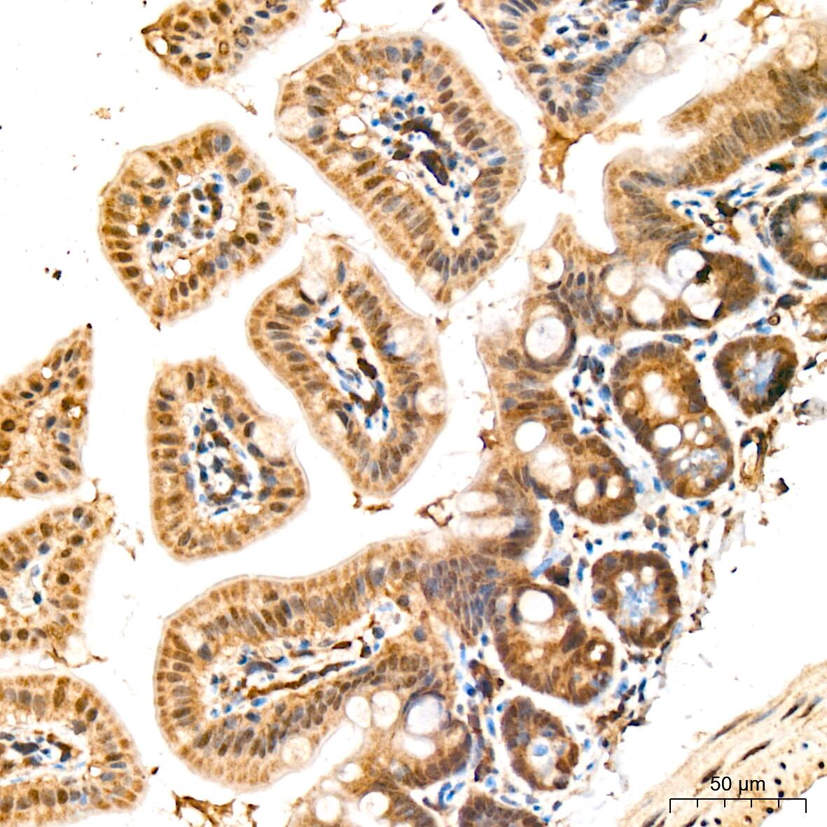 HspA4 Antibody (10A9C5)