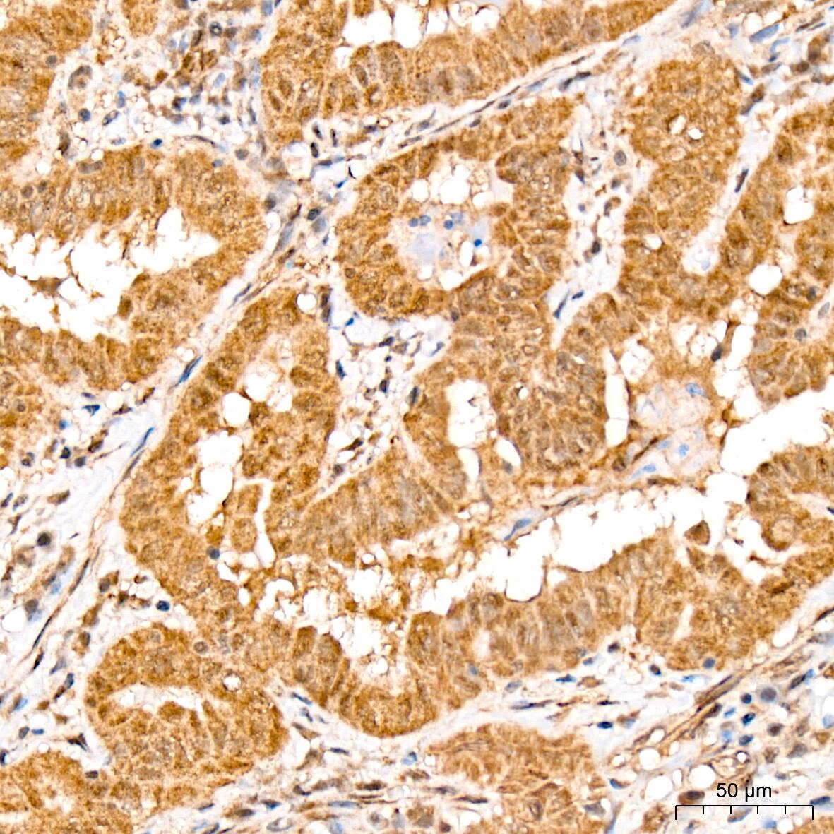 HspA4 Antibody (10A9C5)