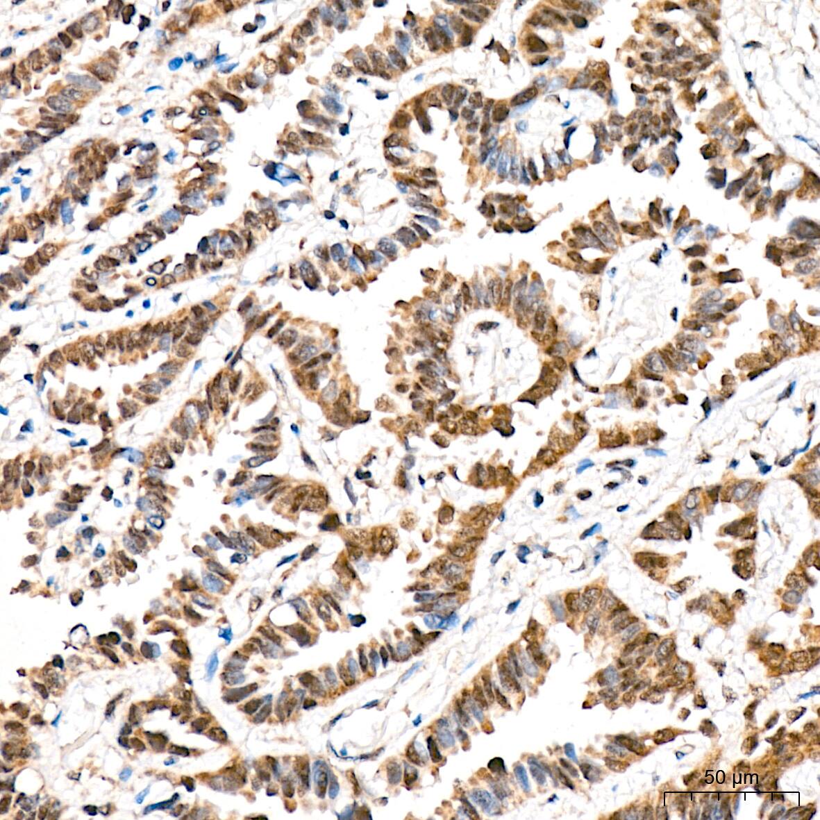 HspA4 Antibody (10A9C5)