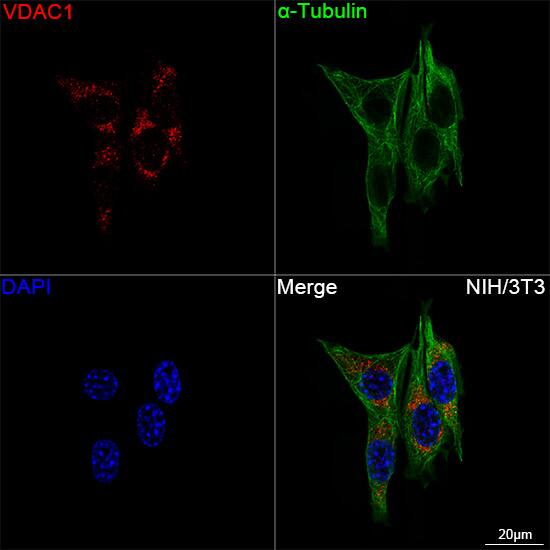 VDAC1 Antibody (6B1K1)