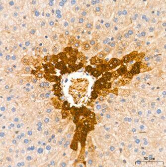 Ago2/eIF2C2 Antibody (10S10L5)