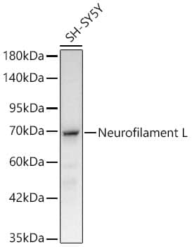 NF-L Antibody (3L9Y10) - Azide and BSA Free