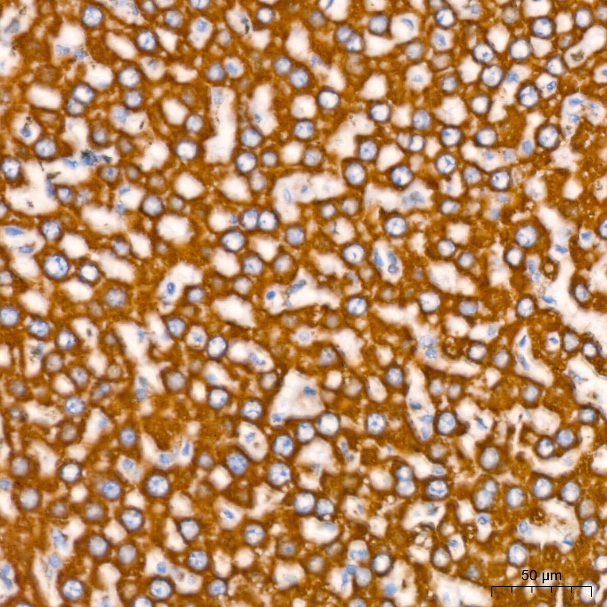 NDUFB8 Antibody (6T8G1)