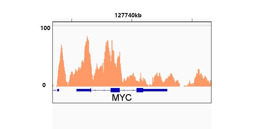Rad21 Antibody (9H0H6)