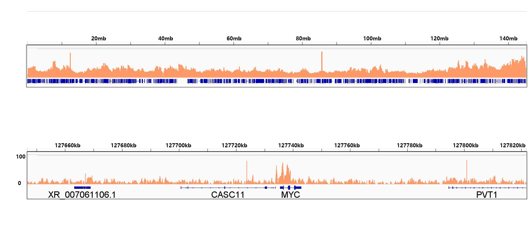 Rad21 Antibody (9H0H6)