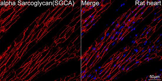 alpha-Sarcoglycan Antibody (3W3Q10)