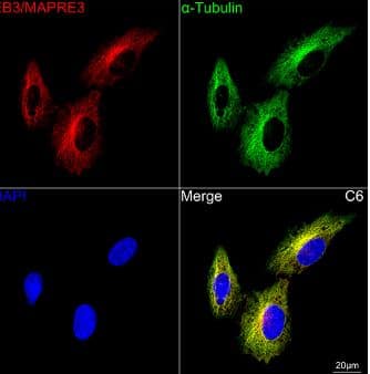 EB3 Antibody (7J9V3)