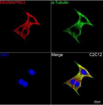 EB3 Antibody (7J9V3)