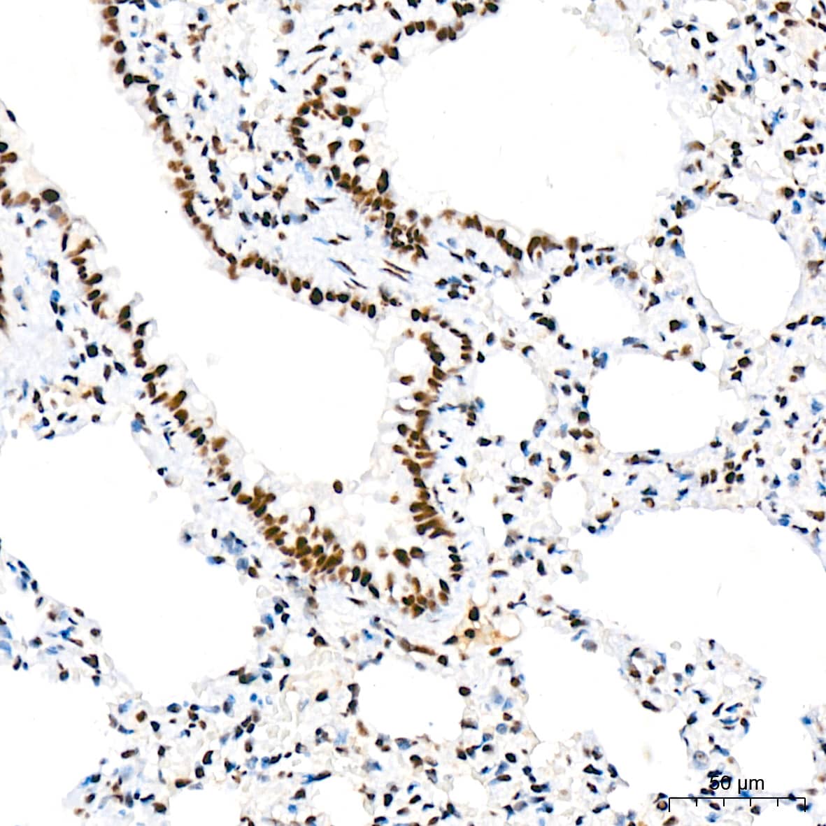 CDC40 Antibody (2I8I7)
