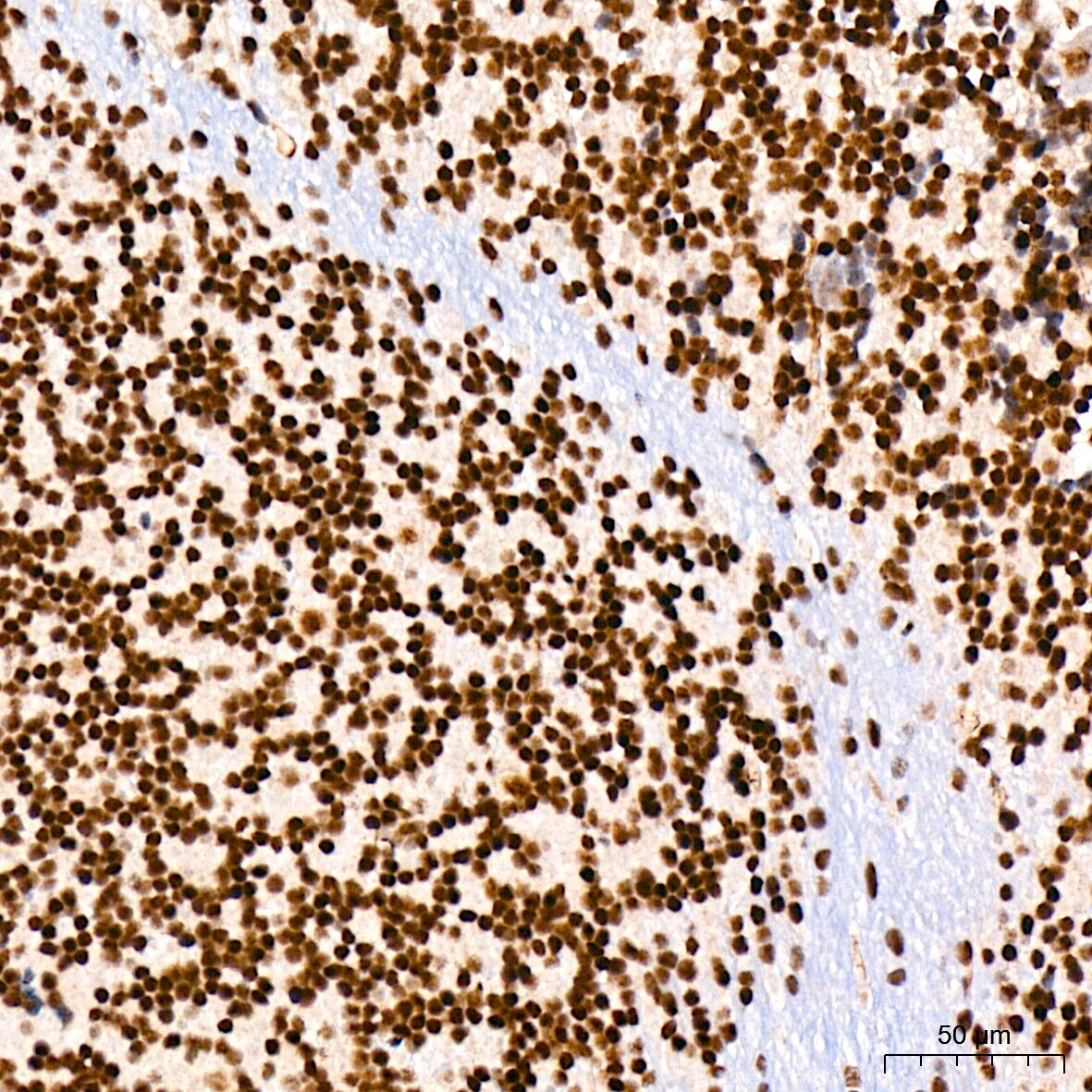 CDC40 Antibody (2I8I7)