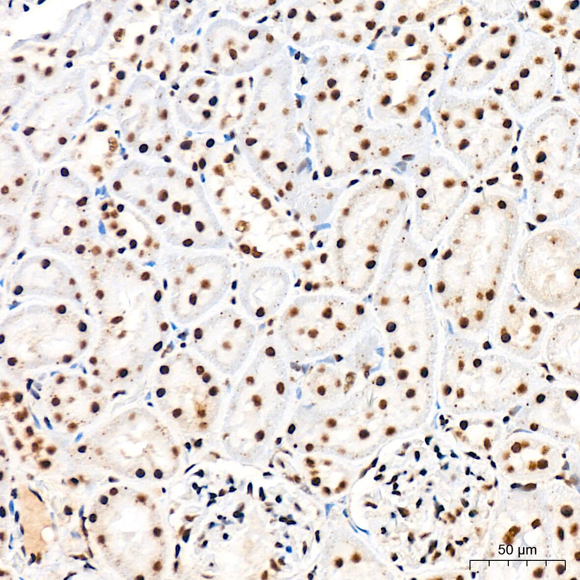 CDC40 Antibody (2I8I7)