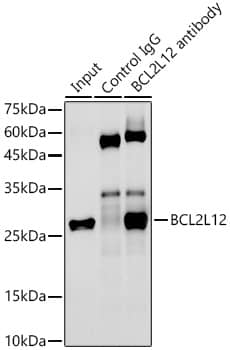 BCL2L12 Antibody (4Z2Z8)