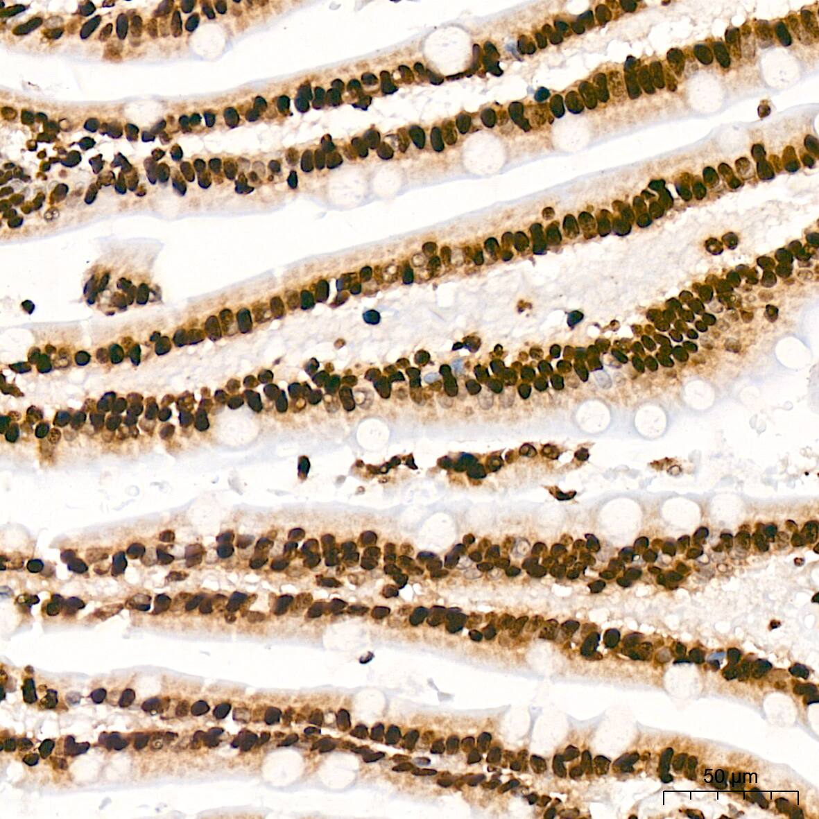 Histone H3 [ac Lys27] Antibody (2V10N10)