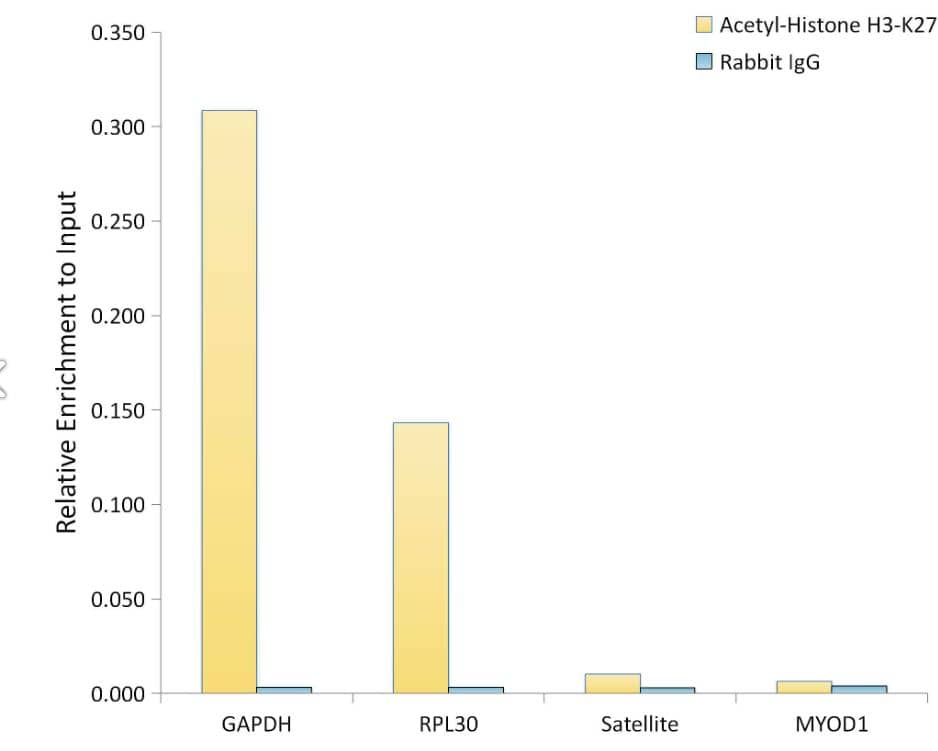 Histone H3 [ac Lys27] Antibody (2V10N10)