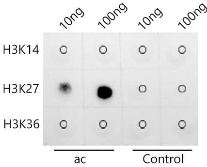 Histone H3 [ac Lys27] Antibody (2V10N10)
