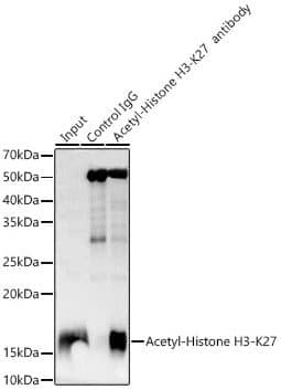 Histone H3 [ac Lys27] Antibody (2V10N10)