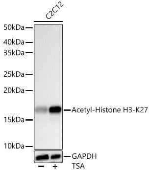Histone H3 [ac Lys27] Antibody (2V10N10)