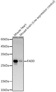 FADD Antibody (10L6M0)