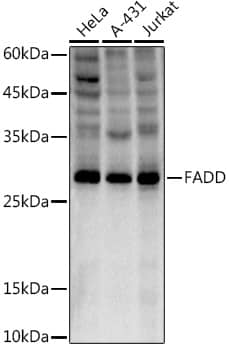 FADD Antibody (10L6M0)