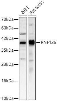 RNF126 Antibody - Azide and BSA Free