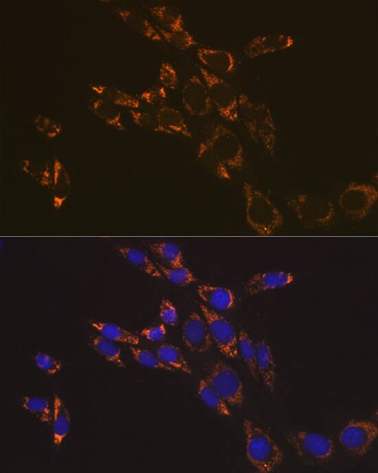 RNF126 Antibody - Azide and BSA Free