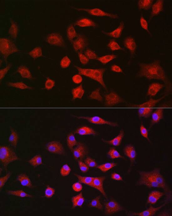 Lgl1 Antibody - Azide and BSA Free