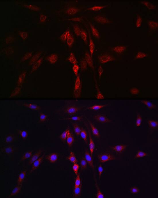 Lgl1 Antibody - Azide and BSA Free