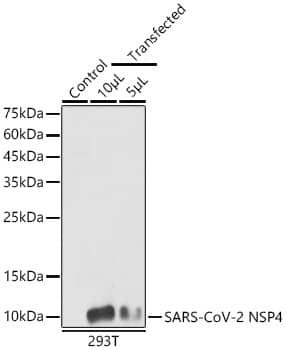 SARS-CoV-2 nsp4 Antibody - Azide and BSA Free