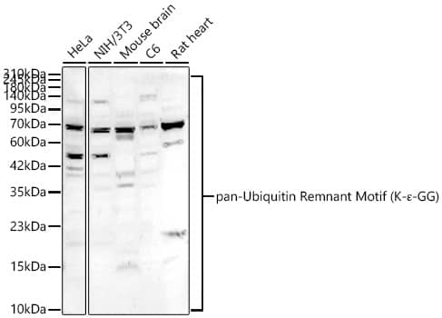 pan-Ubiquitin Remnant Motif Antibody - Azide and BSA Free