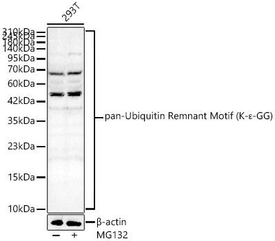 pan-Ubiquitin Remnant Motif Antibody - Azide and BSA Free