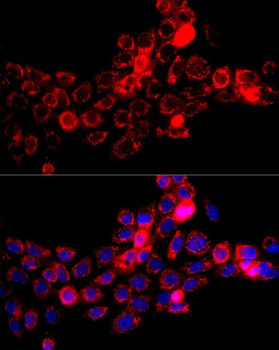 DBT Antibody - Azide and BSA Free