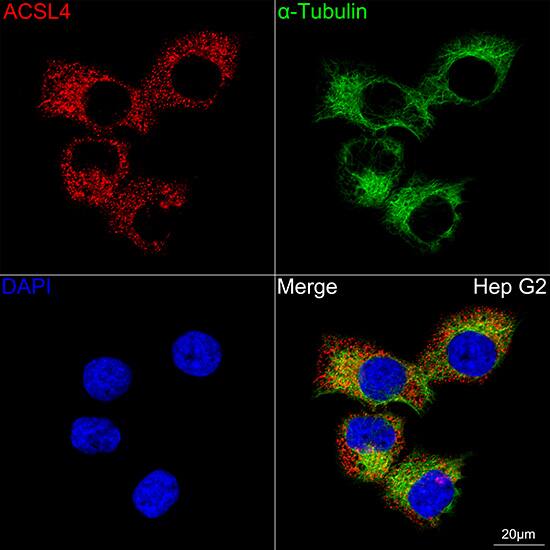 FACL4 Antibody (4W3T9)
