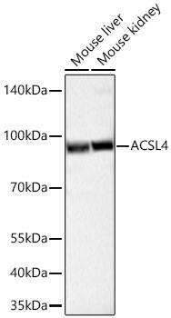 FACL4 Antibody (4W3T9)