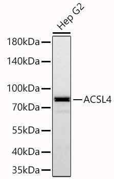FACL4 Antibody (4W3T9)