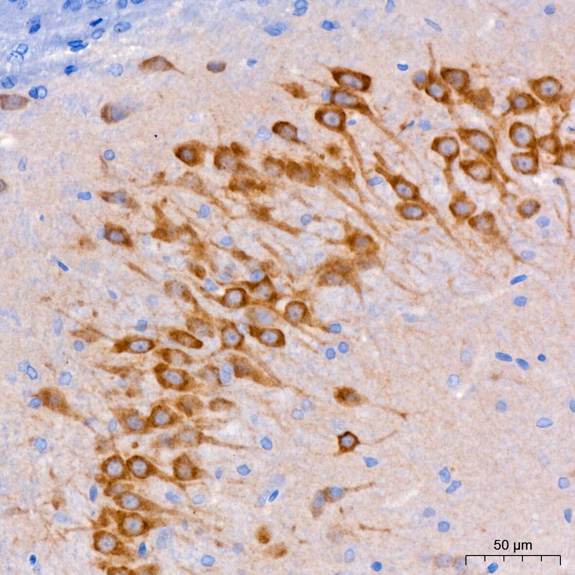 FACL4 Antibody (4W3T9)