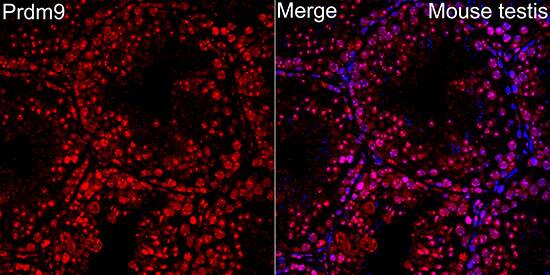 PRDM9 Antibody - Azide and BSA Free