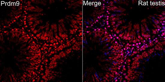 PRDM9 Antibody - Azide and BSA Free