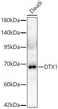 DTX1 Antibody - Azide and BSA Free