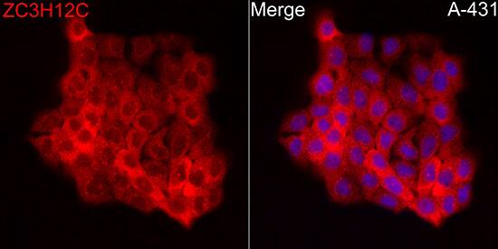ZC3H12C Antibody - Azide and BSA Free