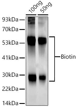 Biotin Antibody (7H10R8)